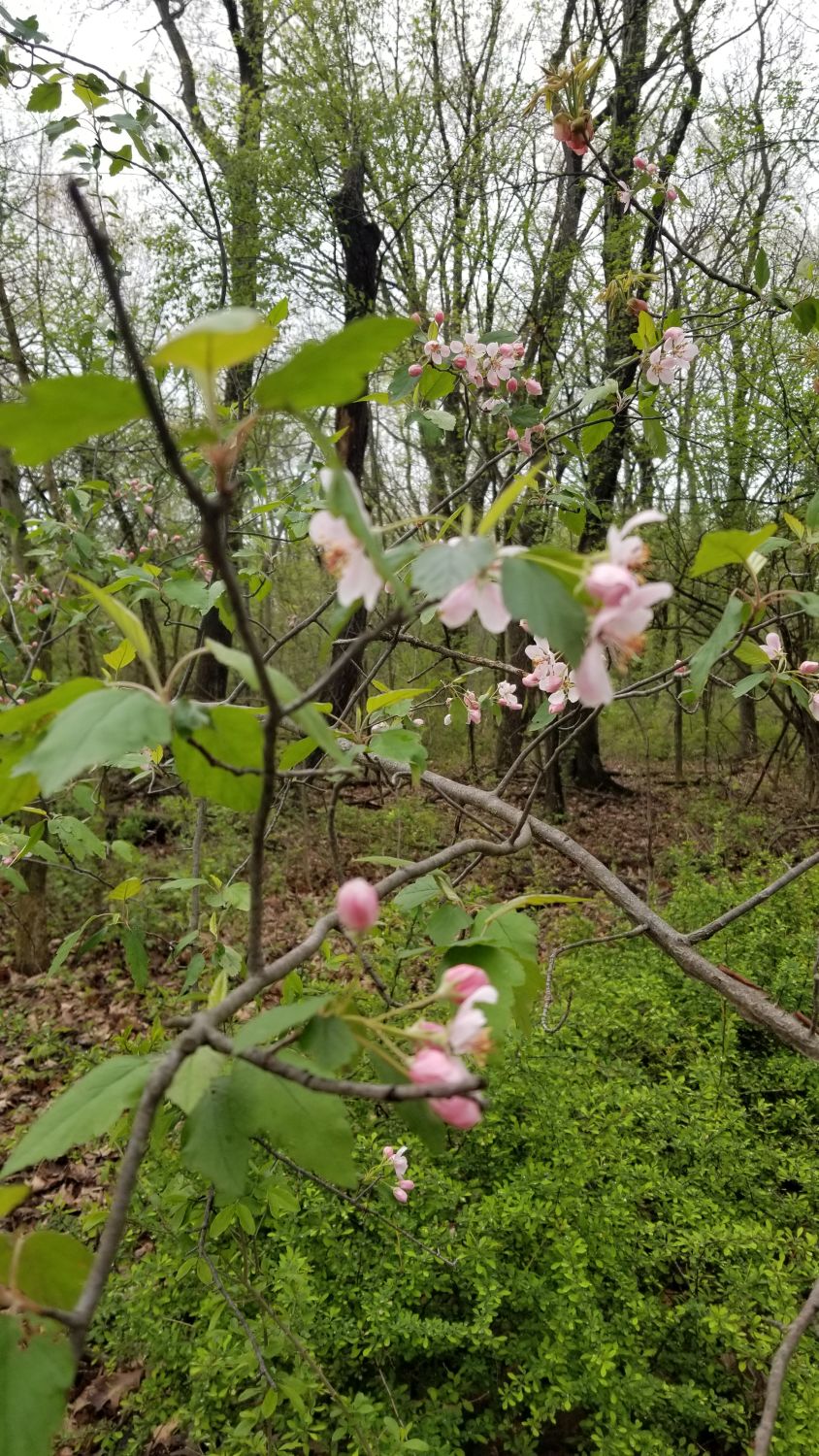 Deer Grove Forest Preserve 